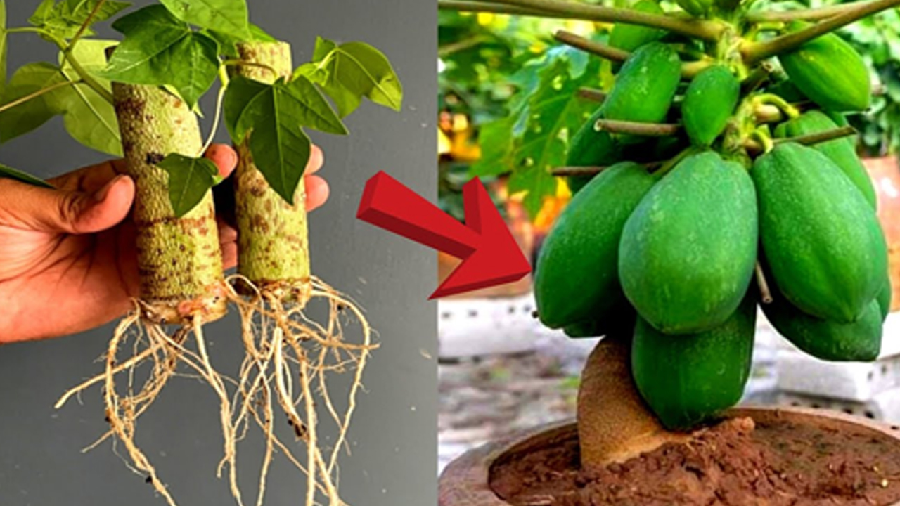 Grow Papaya at Home in Pots